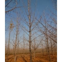 供應(yīng)銀杏樹(shù)，優(yōu)質(zhì)銀杏苗木，隨挖隨選