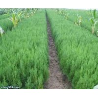 最新側(cè)柏價格 側(cè)柏批發(fā)價格 側(cè)柏上車價