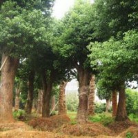 移植2-3年全冠香樟樹(shù)骨架香樟樹(shù)25公分香樟樹(shù)價(jià)格優(yōu)惠