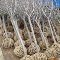 膠南大場供應(yīng)櫻花苗木