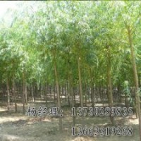 朝鮮槐廠家，河北朝鮮槐苗木基地