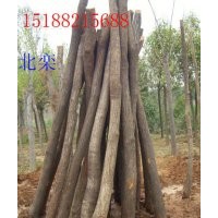 供應(yīng)北欒，五角楓，黃櫨，玉蘭，巨紫荊，杜仲，木瓜，臭椿