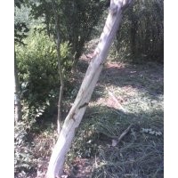 大葉黃楊、金葉女貞、水蠟