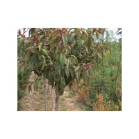 山東黃楊苗木廠家 黃楊苗木基地