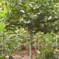 法桐充分耐寒陽光直射下生長良好