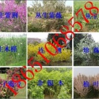 紅梅、綠梅、榆葉梅、珍珠梅、美人梅、夾竹桃、臘梅、丁香、木槿