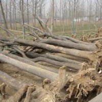 現(xiàn)在國(guó)槐價(jià)格