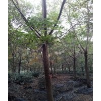 長期供應(yīng)：12—20公分重陽木