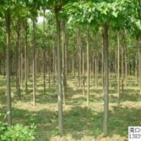 周口楸樹，楸樹苗，梓樹苗，梓樹，欒樹