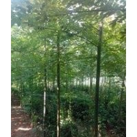 3公分國(guó)槐多少錢(qián)