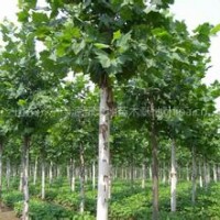 山東法桐價格 山東速生法桐價格