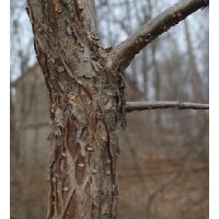 流蘇樹供應(yīng)，山東淄博種植戶