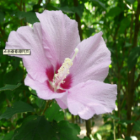 山東 泰安木槿 0.6-3公分