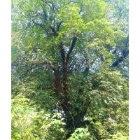 直徑1米3大桂花、大型紫薇