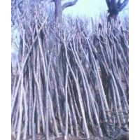 供應(yīng)3-30公分國槐