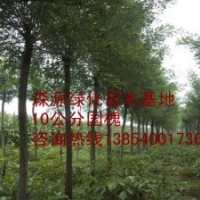 河北國槐價格-國槐-國槐基地-5公分7公分國槐出售