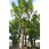 供應(yīng)藍(lán)花楹