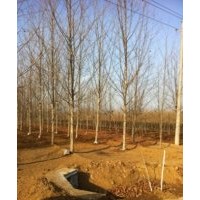 出售2-12公分法桐，1-3米法桐苗