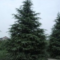 1.5米-2.5米雪松價格最新行情，南京大量1.5米-2.5米雪松供應