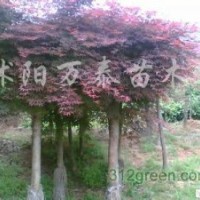 供應(yīng)豐花月季、大花月季、紅帽子月季等各種月季