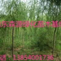 供應(yīng)3-20公分垂柳-確保成活率-垂柳上車價