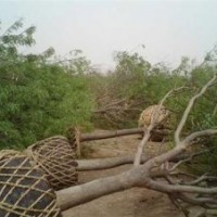 阜陽(yáng)40公分國(guó)槐價(jià)格