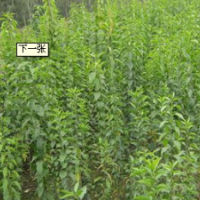 供應各種規(guī)格衛(wèi)矛，絲綿木，油松，國槐，垂柳，旱柳