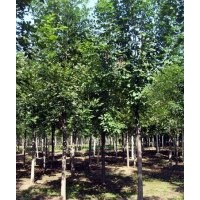 苗圃出售13公分14公分15公分國槐