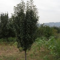 河北懷來縣苗木現(xiàn)處理地經(jīng)5公分八棱海棠樹大量