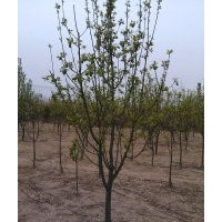 供應精品八棱海棠樹