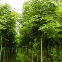 湖南哪里有7公分欒樹價格-8公分欒樹價格