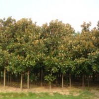 廣玉蘭基地|廣玉蘭報價|廣玉蘭供應(yīng)