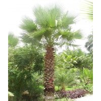 如皋棕櫚樹、如皋棕櫚價(jià)格、如皋棕櫚樹價(jià)格