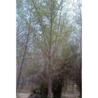 長期供應12公分銀杏樹