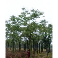 供應浙江黃山欒樹價格行情，河南黃山欒樹價格供應，上海欒樹價格