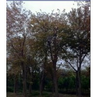 供應移栽浙江沙樸樹價格咨詢，移植江蘇樸樹供應，金華沙樸樹供應