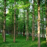 水杉價(jià)格 水杉樹(shù)基地