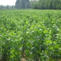 主營；1-20法桐。速生法桐。造型法桐。白蠟，國槐，大葉女貞。速