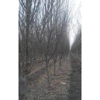 供應(yīng)4-5公分木槿3-4黃櫨,4個紫葉李,紅王子錦帶