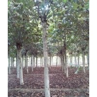 3-20公分速生全冠法桐、一、二年帽造型法桐