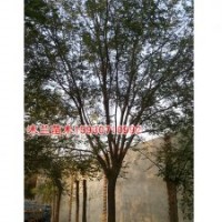 刺槐價格河北木蘭苗木種植基地