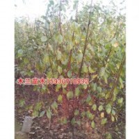 千頭椿價格報(bào)價河北木蘭苗木種植基地