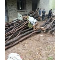 山西絳縣供應(yīng)北欒 五角楓