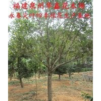 永春尖葉桂花【樹】