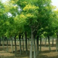 12公分白蠟價格國槐、法桐