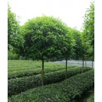 桂花，銀杏，天竺桂，楊樹，日本櫻花，紅葉石楠，大紅紫薇，廣玉