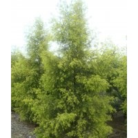 雪松實(shí)生苗，紅葉石楠，高桿女貞，龍柏，紅葉石楠，櫻花，日本櫻