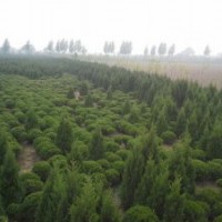 紅葉碧桃 京桃 金葉白蠟 紅寶石海棠 蜀檜