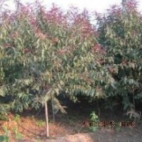 紅葉碧桃小苗 3公分 4公分5公分6公分 7公分8公分紅葉碧桃