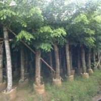 印度紫檀供應(yīng)